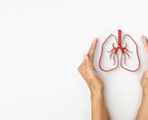 Two hands holding a small, red anatomical model of human lungs on a white background