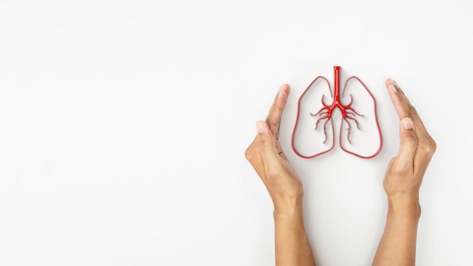 Two hands holding a small, red anatomical model of human lungs on a white background